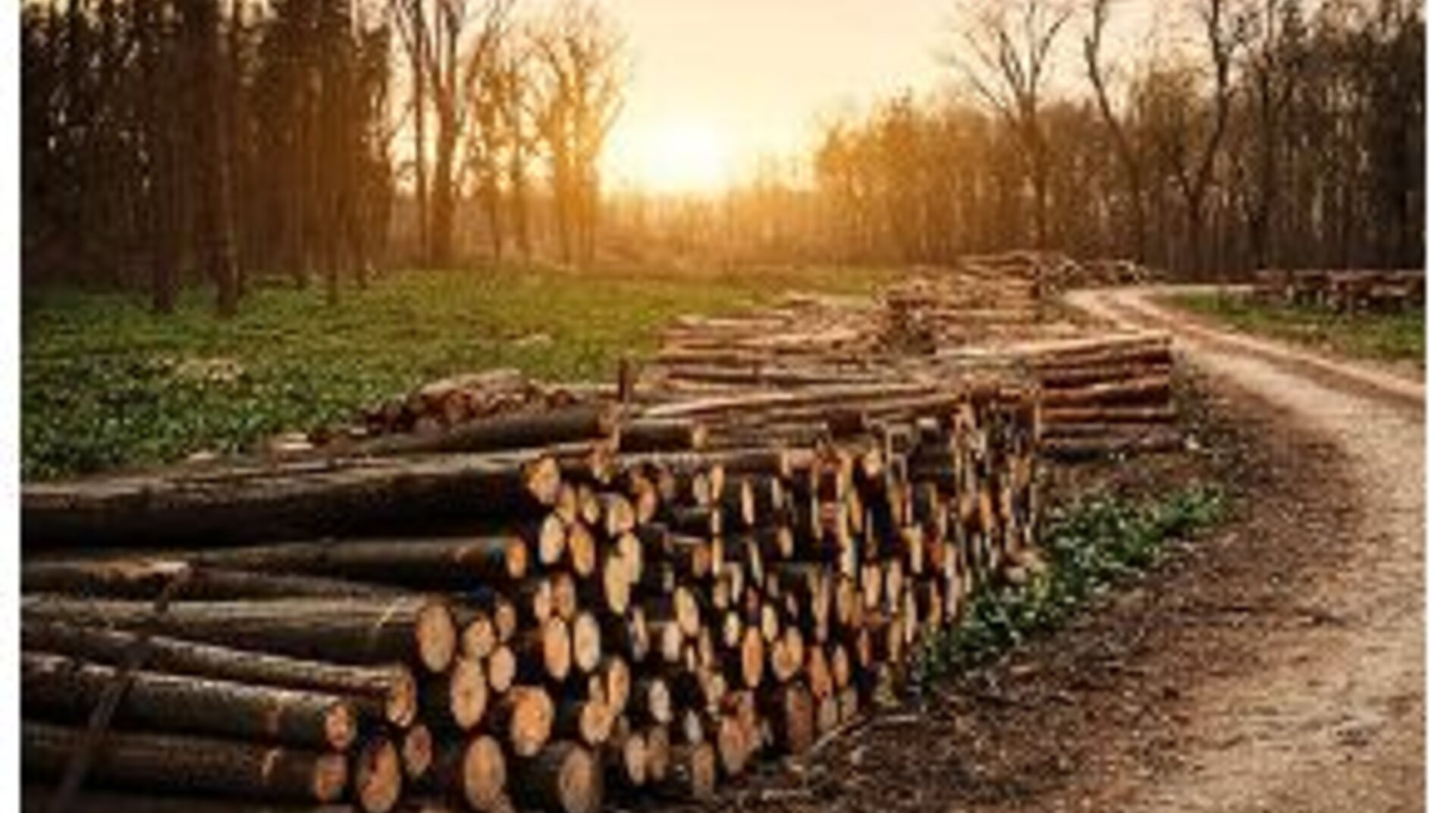 Waldweg, gesäumt mit Holzscheiten